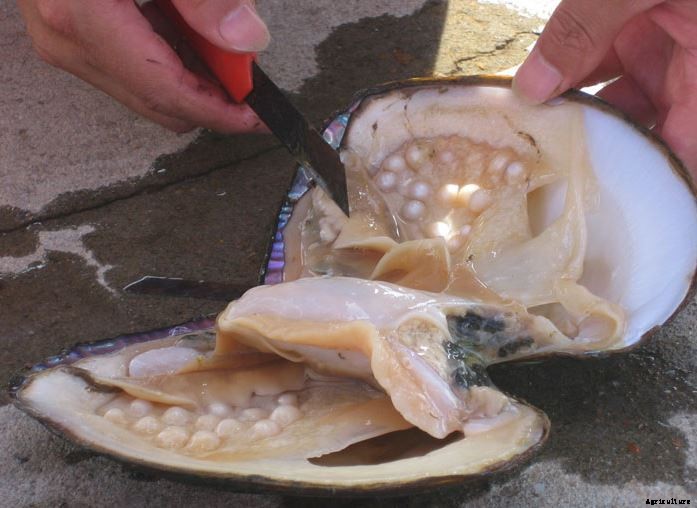 Profitable Pearl (Moti) Farming; Guide & Tips for Beginners