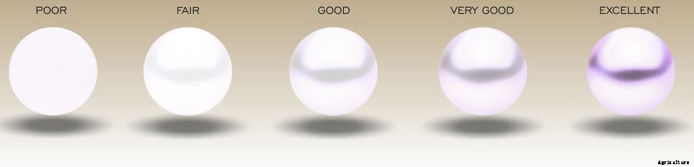 Profitable Pearl (Moti) Farming; Guide & Tips for Beginners