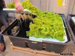 The Modern Trend of Farming: Vertical Farming