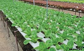 The Modern Trend of Farming: Vertical Farming