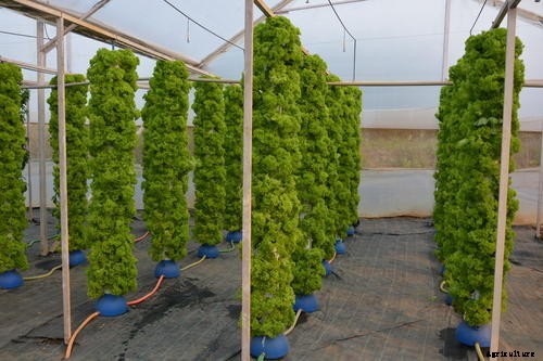 The Modern Trend of Farming: Vertical Farming