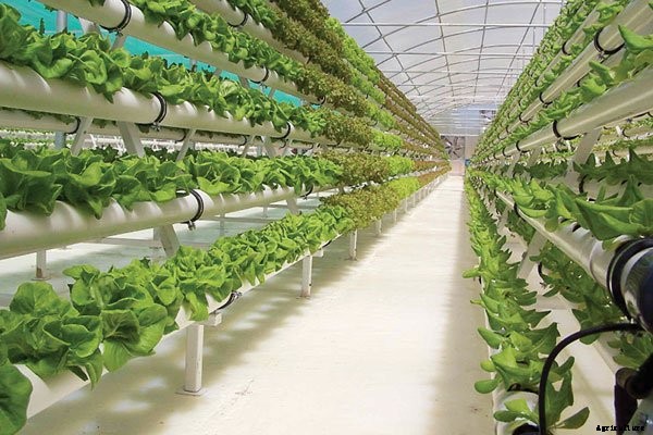 The Modern Trend of Farming: Vertical Farming
