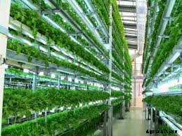 The Modern Trend of Farming: Vertical Farming