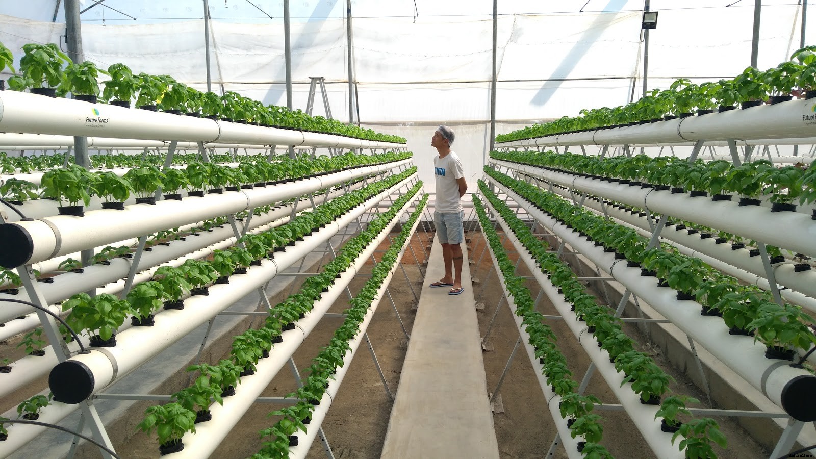 Latest Technique for Farming: Hydroculture or Hydroponics