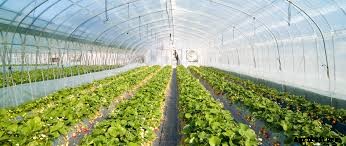 Polyhouse farming