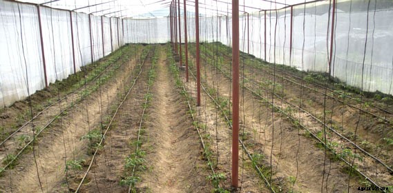 Polyhouse farming