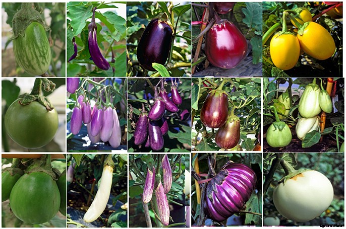 Brinjal Farming | Guide & Tips