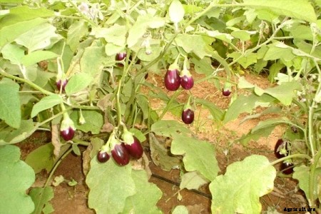 Brinjal Farming | Guide & Tips