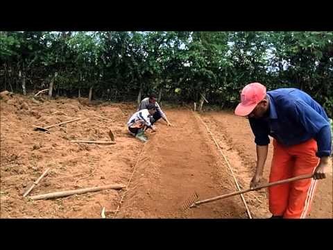 Brinjal Farming | Guide & Tips