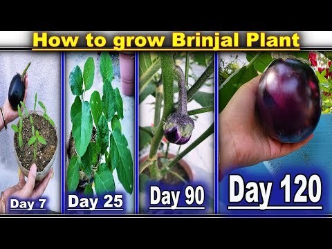 Brinjal Farming | Guide & Tips