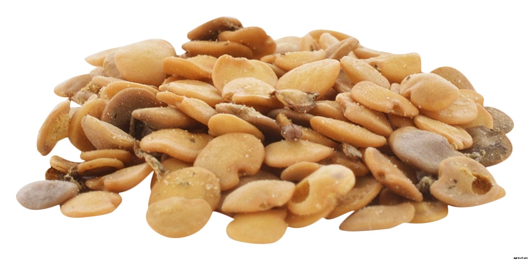 Brinjal Farming | Guide & Tips