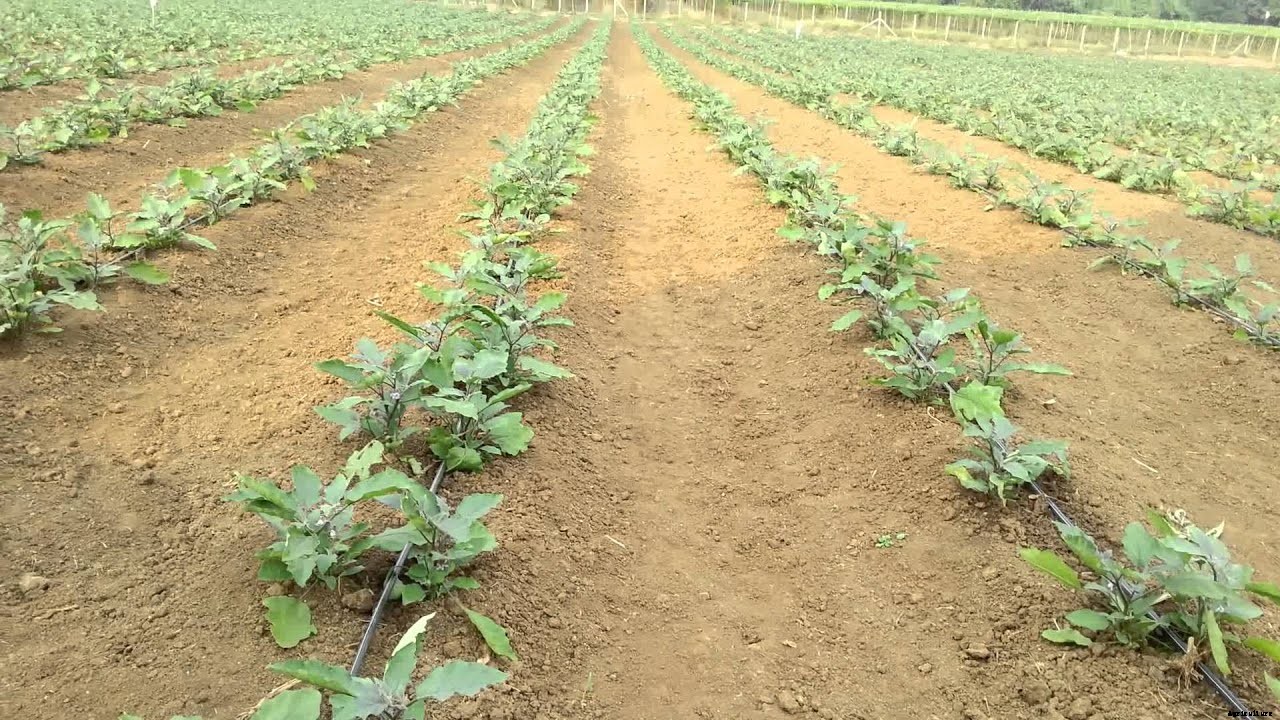 Brinjal Farming | Guide & Tips