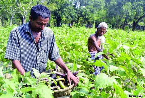 Brinjal Farming | Guide & Tips