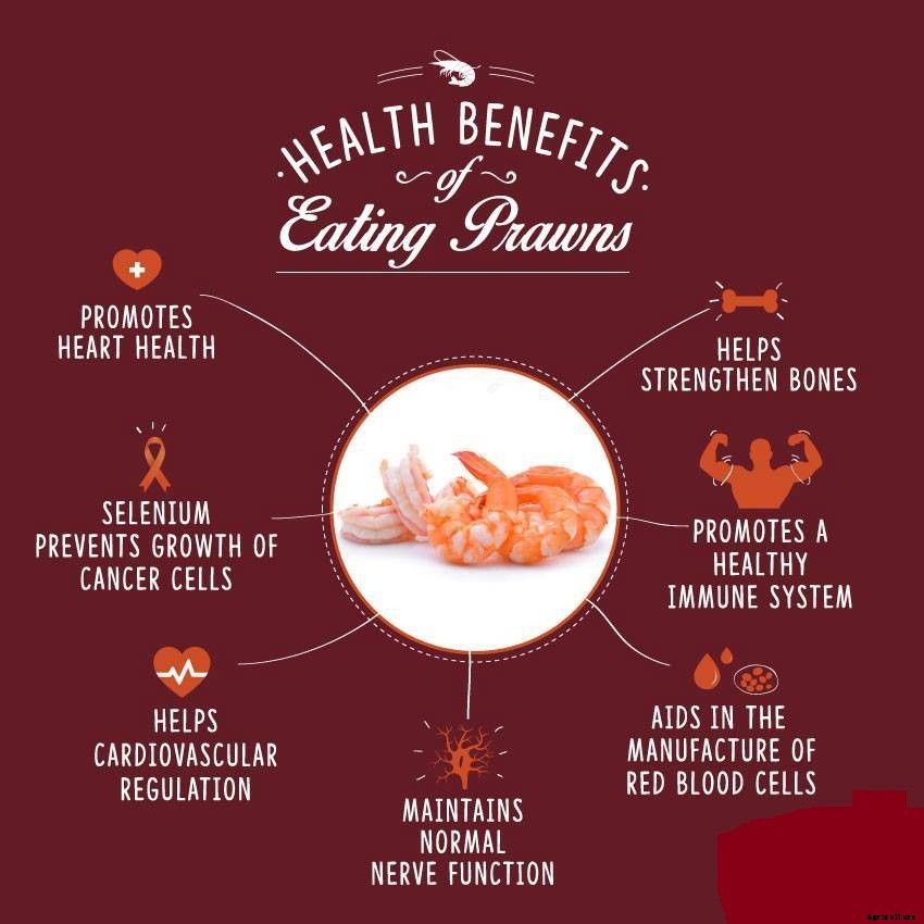 Prawn Farming Guide At Home For Beginners | Cultivation