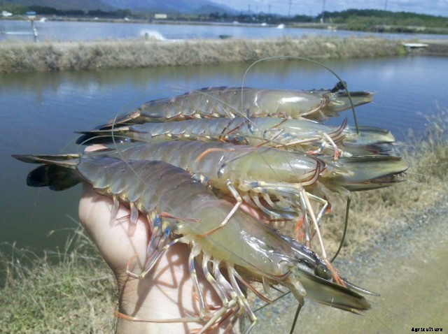 Prawn Farming Guide At Home For Beginners | Cultivation