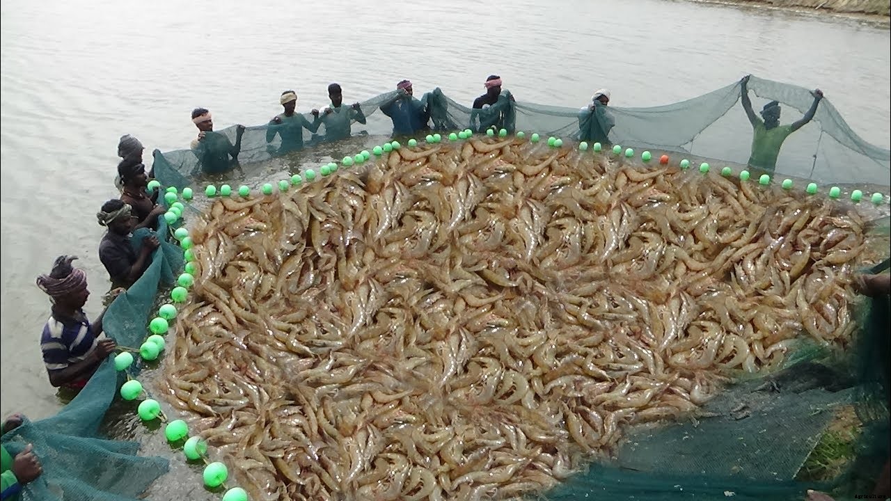 Prawn Farming Guide At Home For Beginners | Cultivation