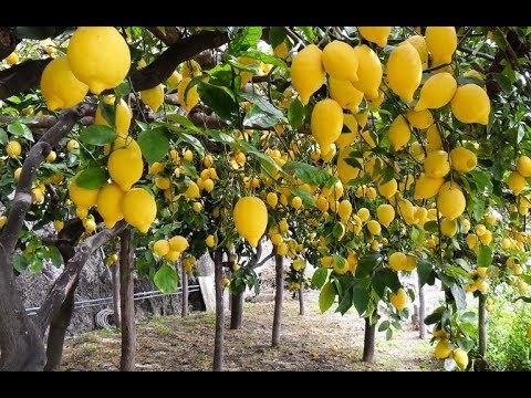 Lemon Farming – Step By Step Guide to Growing Lemon Tree Commercially