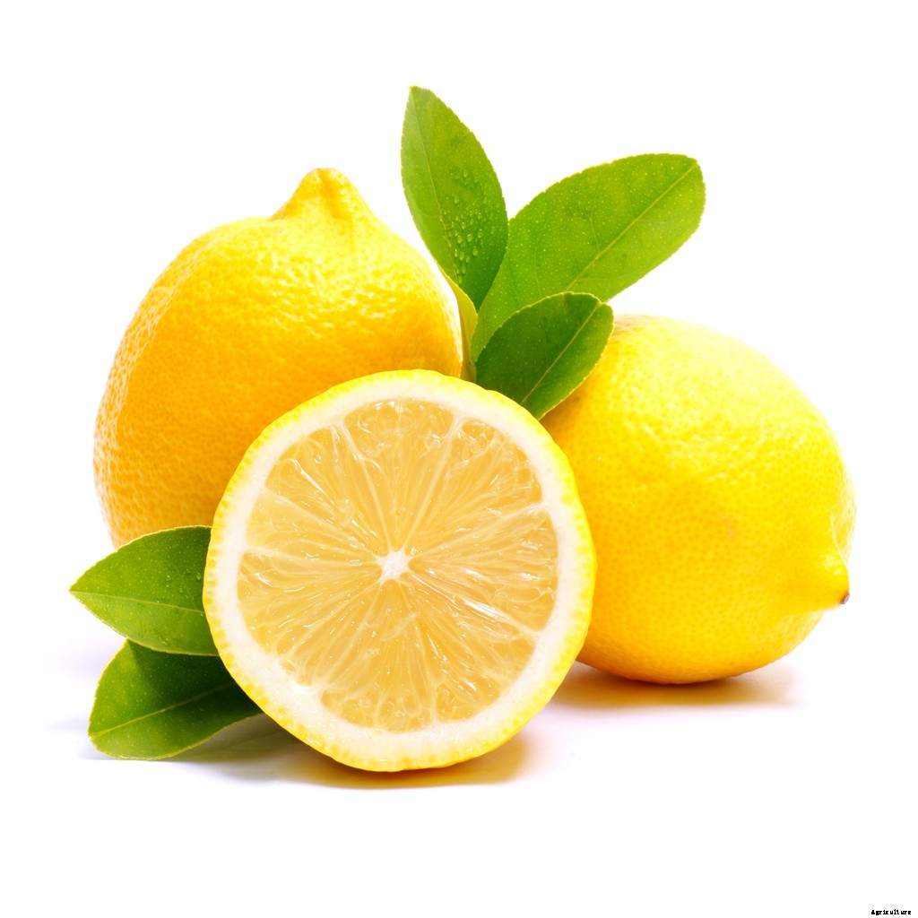 Lemon Farming – Step By Step Guide to Growing Lemon Tree Commercially