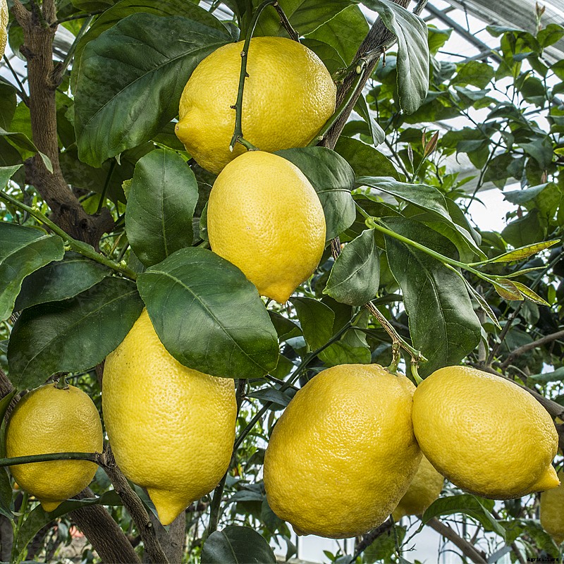 Lemon Farming – Step By Step Guide to Growing Lemon Tree Commercially
