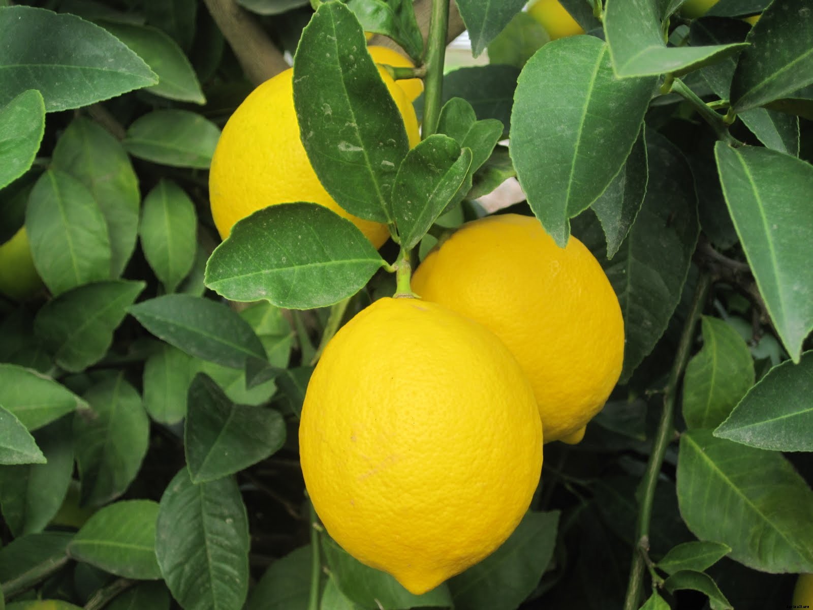Lemon Farming – Step By Step Guide to Growing Lemon Tree Commercially