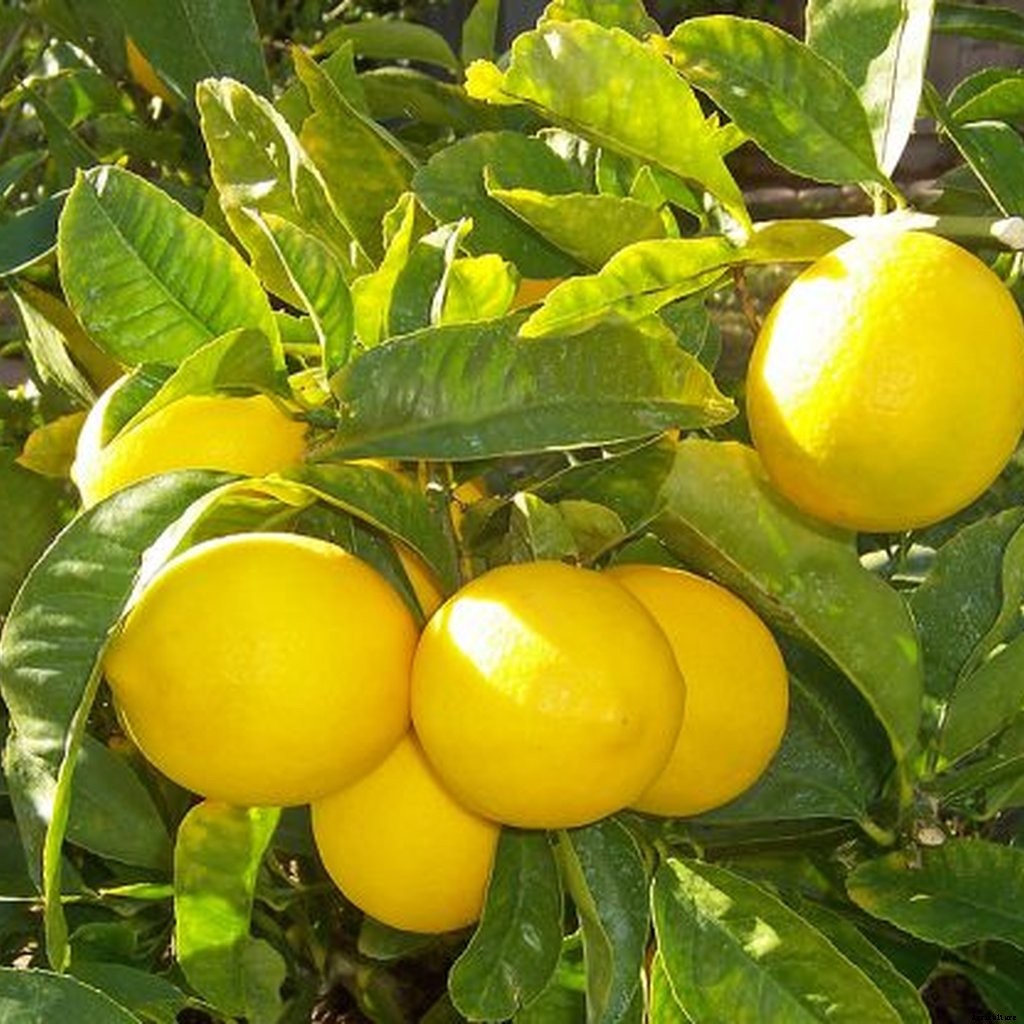 Lemon Farming – Step By Step Guide to Growing Lemon Tree Commercially