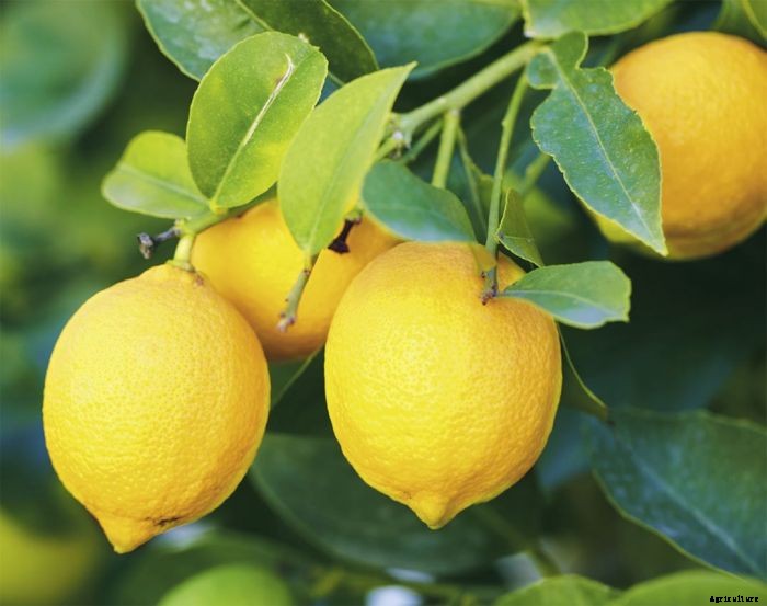Lemon Farming – Step By Step Guide to Growing Lemon Tree Commercially