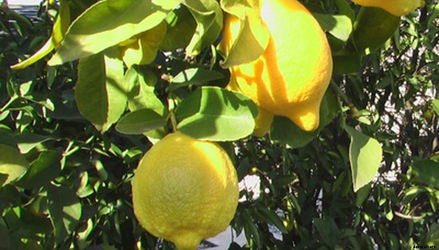 Lemon Farming – Step By Step Guide to Growing Lemon Tree Commercially