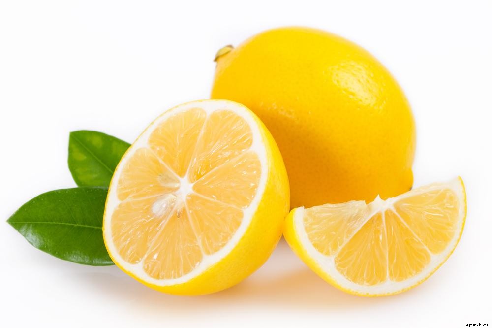 Lemon Farming – Step By Step Guide to Growing Lemon Tree Commercially