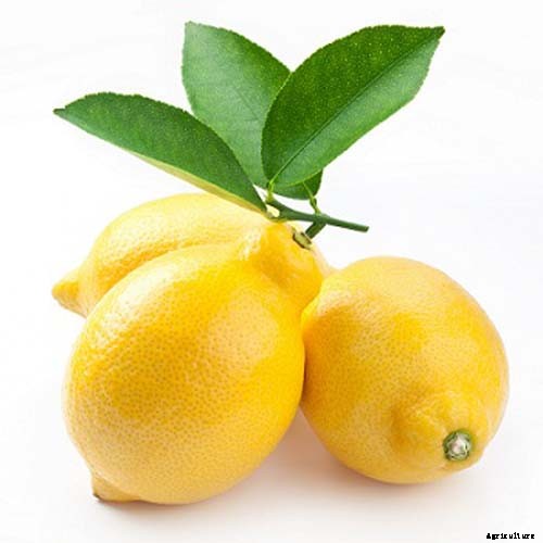 Lemon Farming – Step By Step Guide to Growing Lemon Tree Commercially