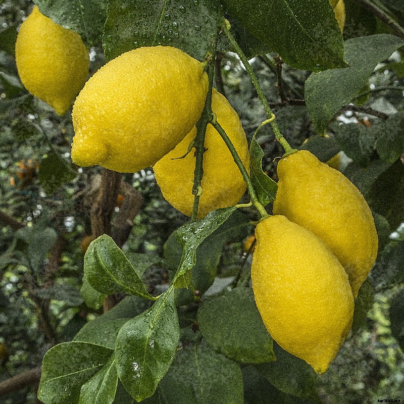 Lemon Farming – Step By Step Guide to Growing Lemon Tree Commercially