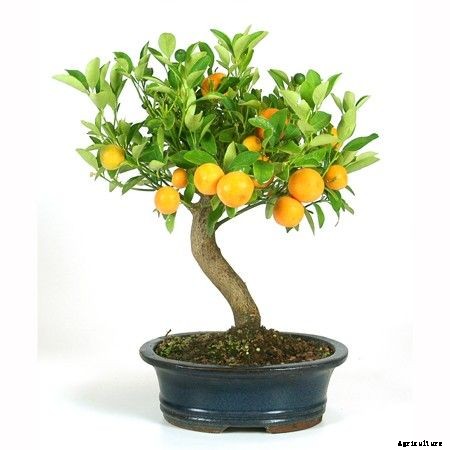 Lemon Farming – Step By Step Guide to Growing Lemon Tree Commercially