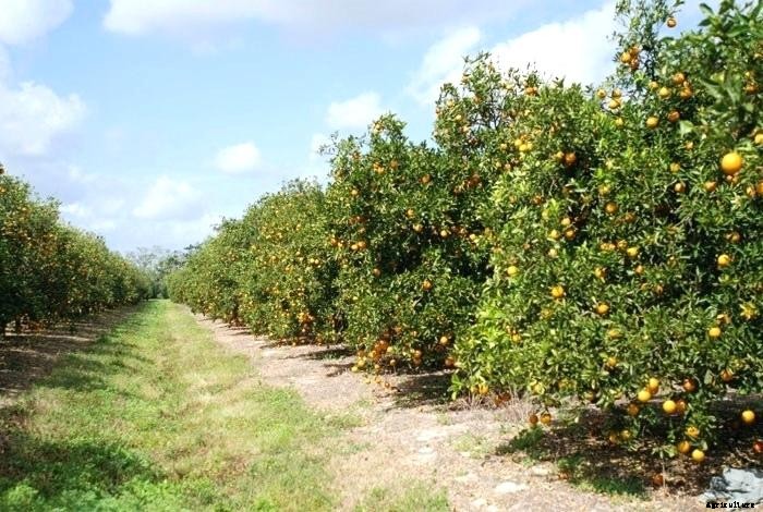 Lemon Farming – Step By Step Guide to Growing Lemon Tree Commercially