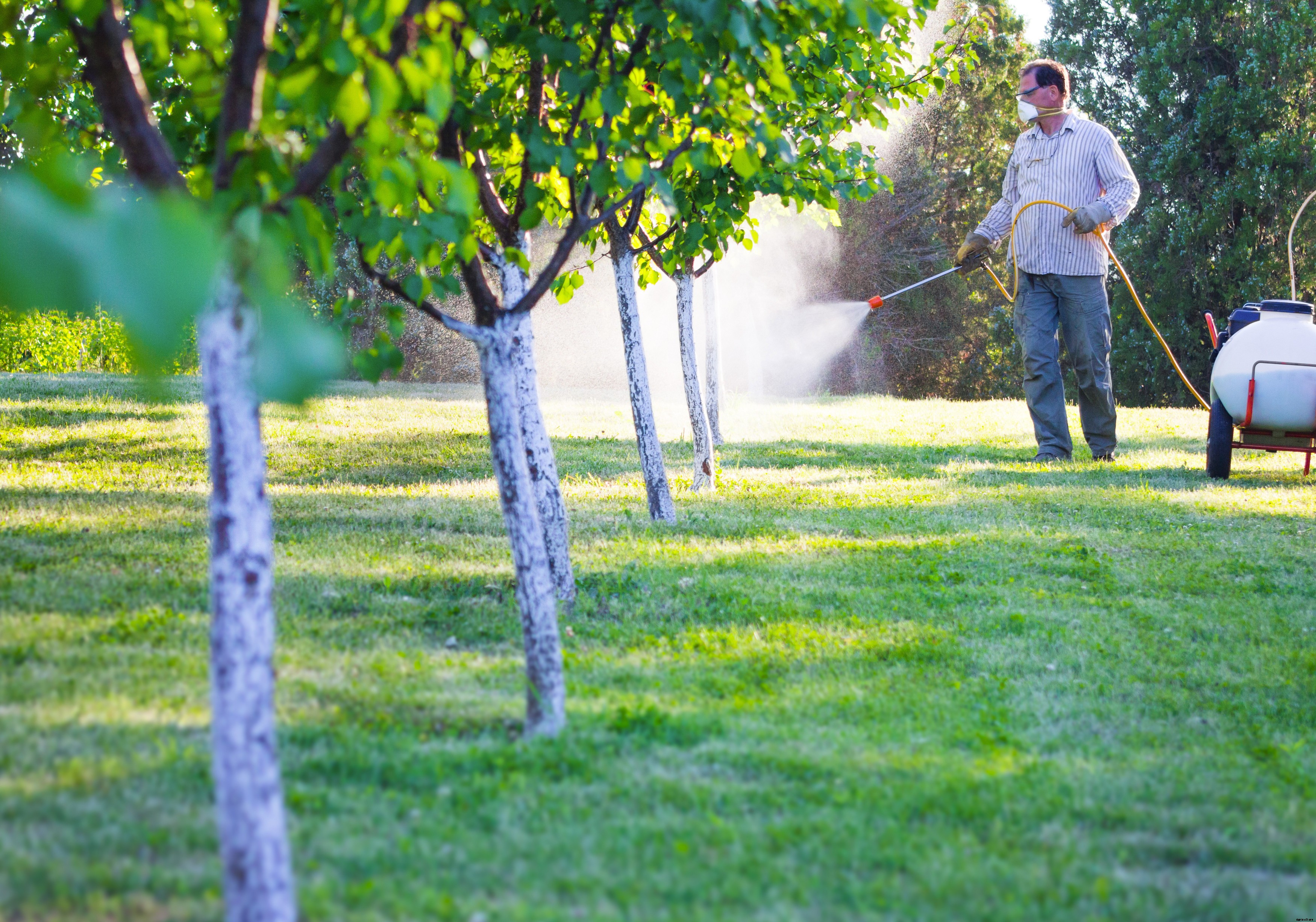 Lemon Farming – Step By Step Guide to Growing Lemon Tree Commercially