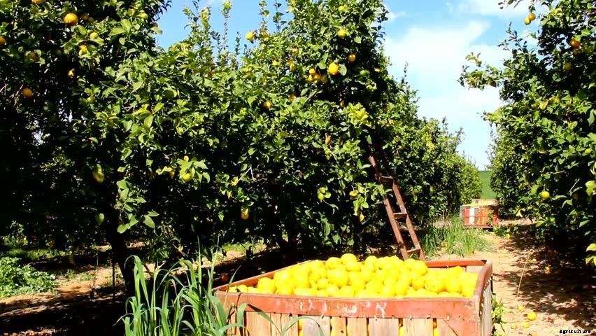 Lemon Farming – Step By Step Guide to Growing Lemon Tree Commercially
