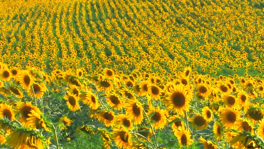 Sunflower Farming: A Simple Guide To Growing Sunflower | Profit