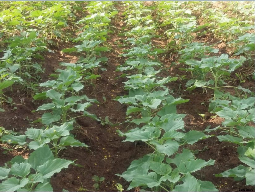 Sunflower Farming: A Simple Guide To Growing Sunflower | Profit