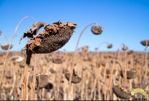 Sunflower Farming: A Simple Guide To Growing Sunflower | Profit