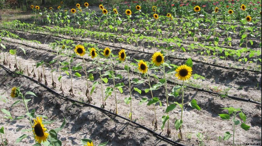 Sunflower Farming: A Simple Guide To Growing Sunflower | Profit