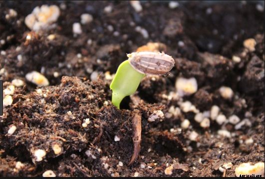 Sunflower Farming: A Simple Guide To Growing Sunflower | Profit