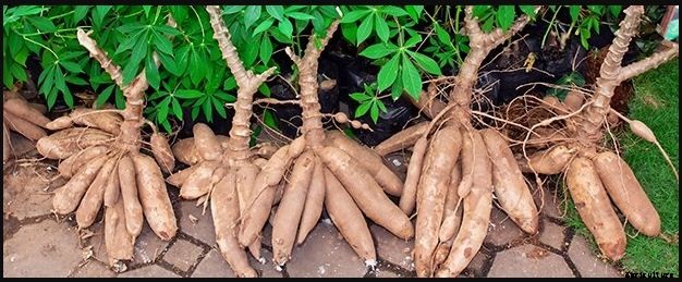 Cassava Farming Cultivation ,Planting Method & Its Spacing