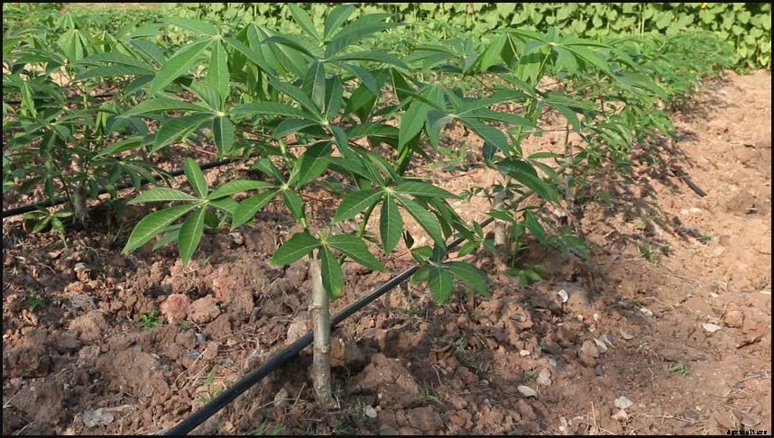 Cassava Farming Cultivation ,Planting Method & Its Spacing