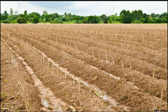 Cassava Farming Cultivation ,Planting Method & Its Spacing