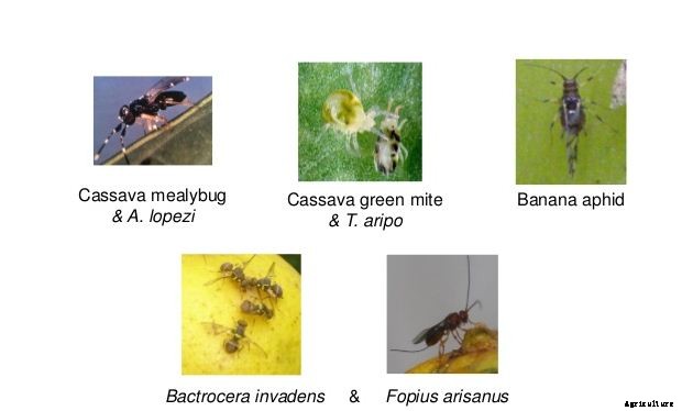 Cassava Farming Cultivation ,Planting Method & Its Spacing