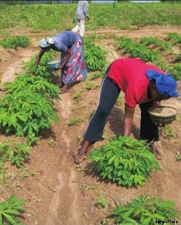 Cassava Farming Cultivation ,Planting Method & Its Spacing