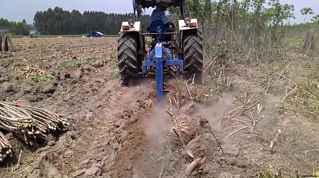 Cassava Farming Cultivation ,Planting Method & Its Spacing