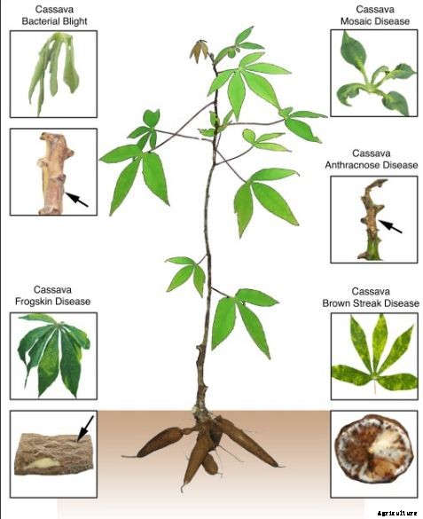 Cassava Farming Cultivation ,Planting Method & Its Spacing