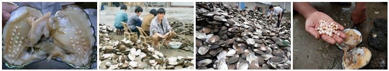 Cost and returns in the Pearl(Moti) Farming: Project report