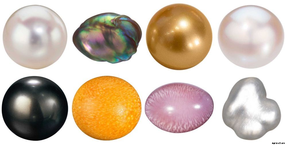 Cost and returns in the Pearl(Moti) Farming: Project report