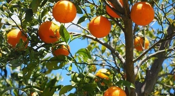 Orange Farming Techniques Cultivation and Plant Guide