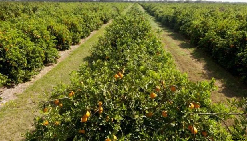 Orange Farming Techniques Cultivation and Plant Guide